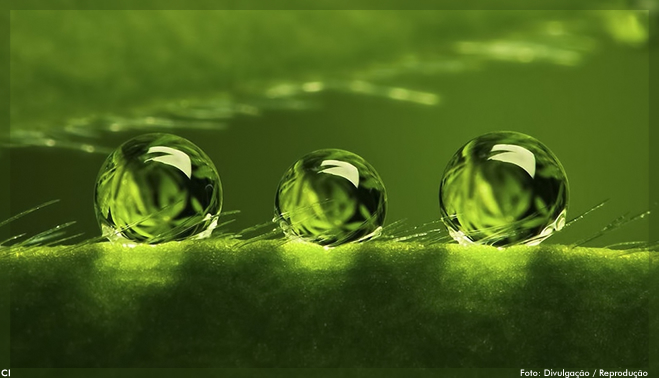 Bactérias encontradas em plantas da Amazônia podem produzir biossurfactantes