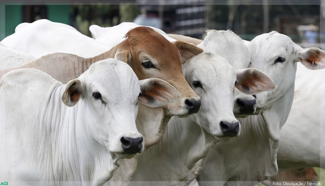 Escalada do boi gordo encontra seu limite e preço começa a cair
