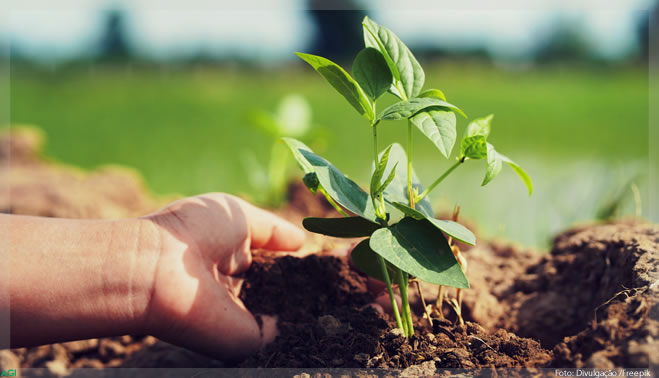 Céleres reduz projeção para soja 20/21 do Brasil a 129,5 mi t por seca