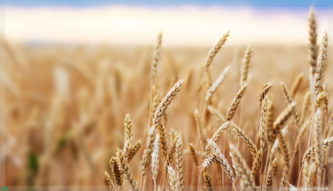 Trigo internacional: Preços estáveis na maioria dos países